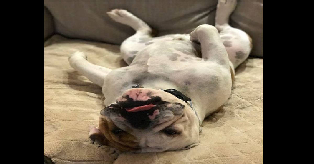 Il mal di pancia di Mortimer