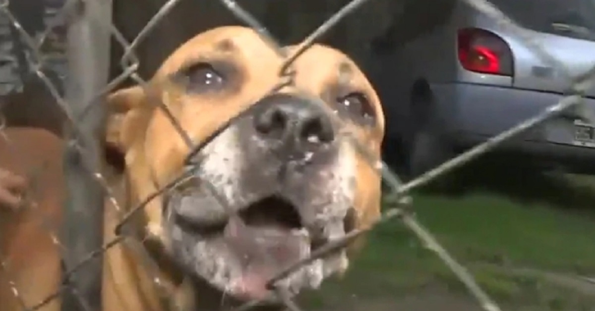 Entra a rubare in casa e finisce in terapia intensiva: ha incontrato due pitbull