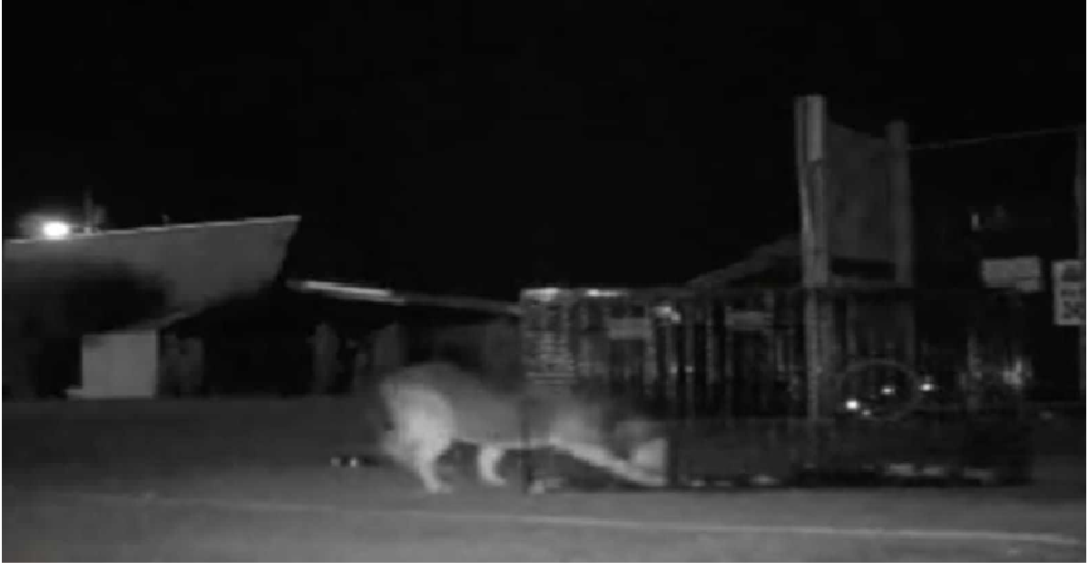 Bosco torna a casa dopo due anni