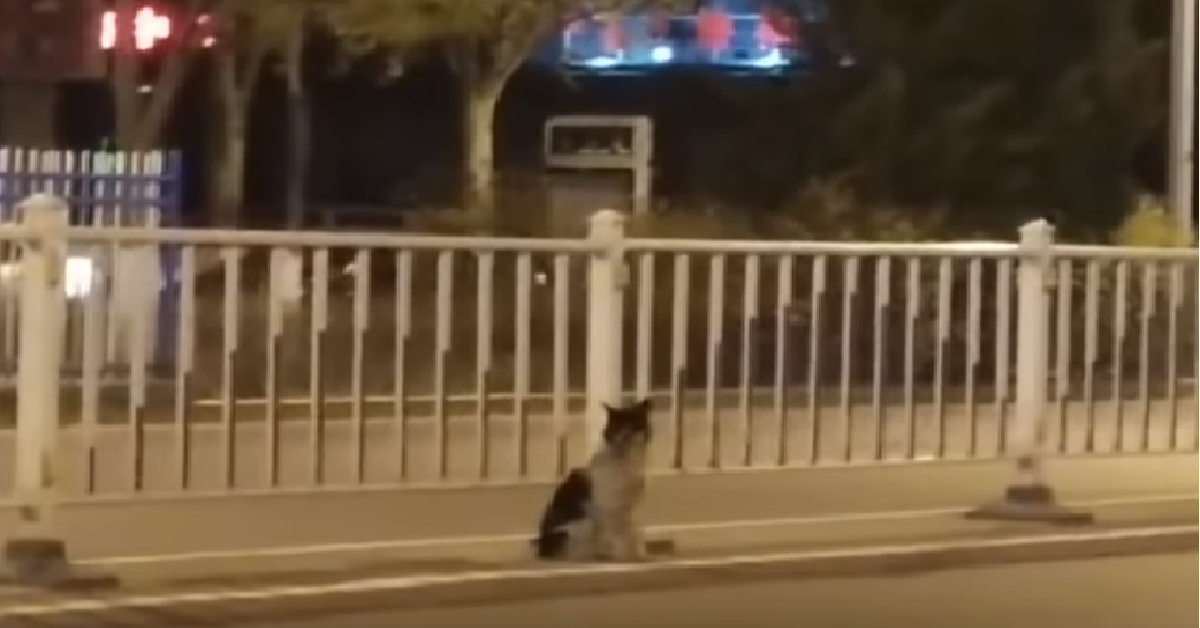 Il cane seduto, fermo, aspetta sempre al solito posto