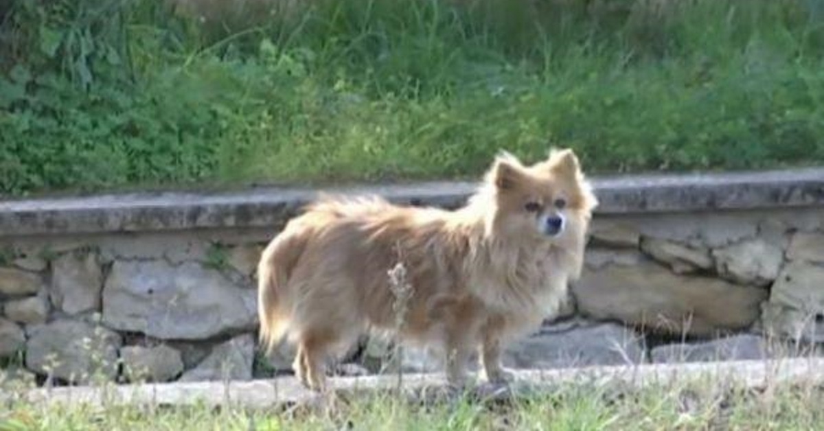 Caltanissetta: Stefano, il volpino è morto