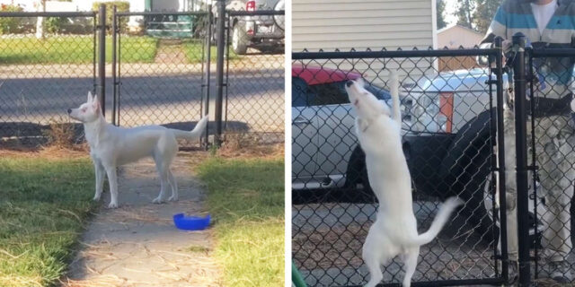 il-cane-con-l'olfatto-molto-sviluppato 2