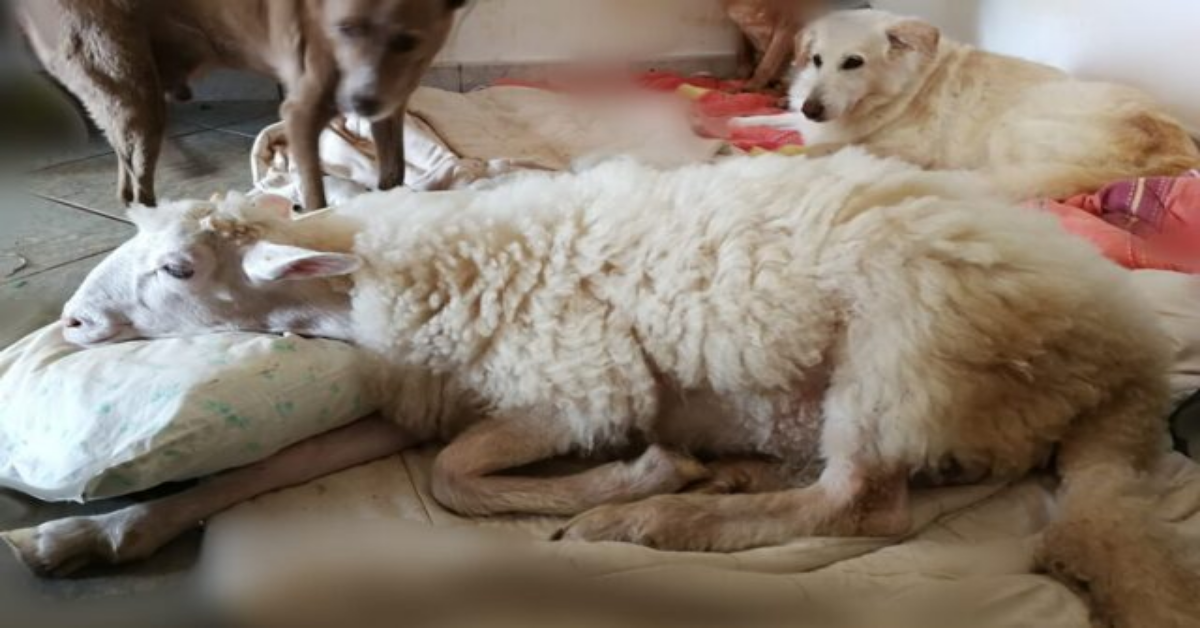 E’ morto Torquato, l’agnello che credeva di essere un cane