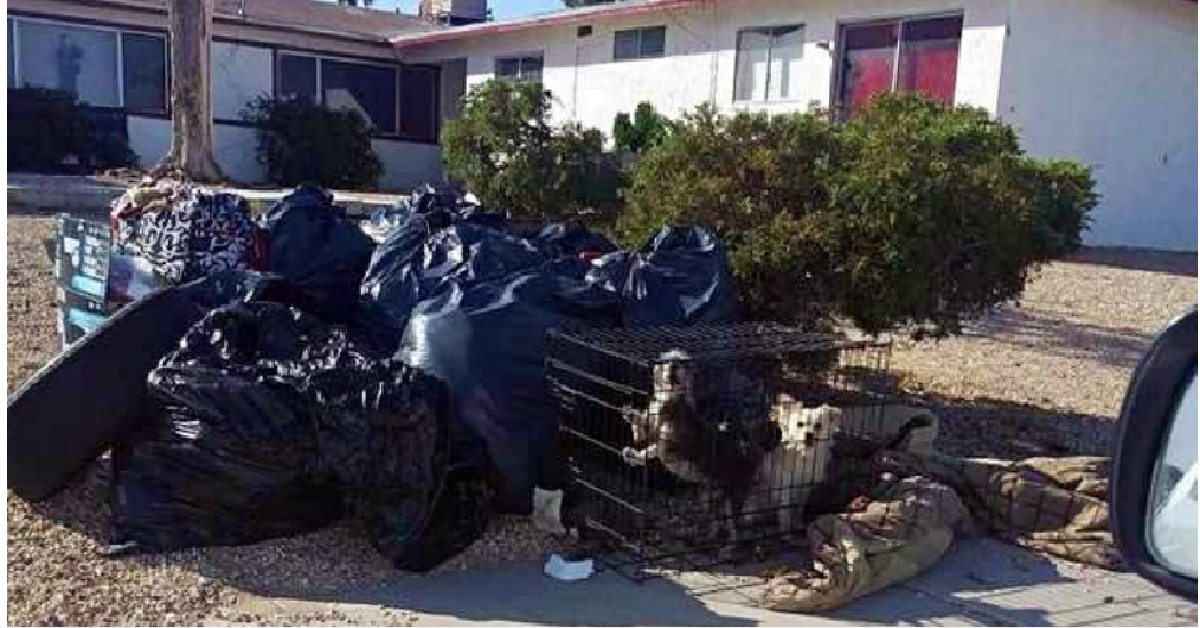 Cambia casa, cambia città e con il trasloco butta via anche i cani