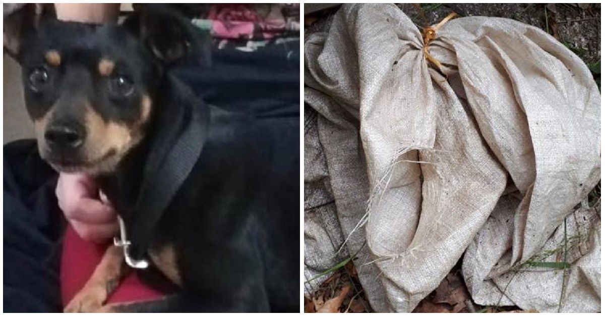 Varese, cane abbandonato in un sacco di iuta