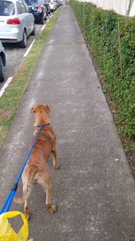 Dook-il-cagnolino-che-ha-avuto-un-lieto-fine-meraviglioso 4