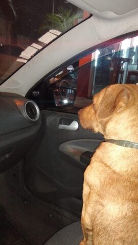 Dook-il-cagnolino-che-ha-avuto-un-lieto-fine-meraviglioso 1