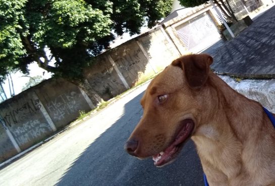 Dook-il-cagnolino-che-ha-avuto-un-lieto-fine-meraviglioso 3