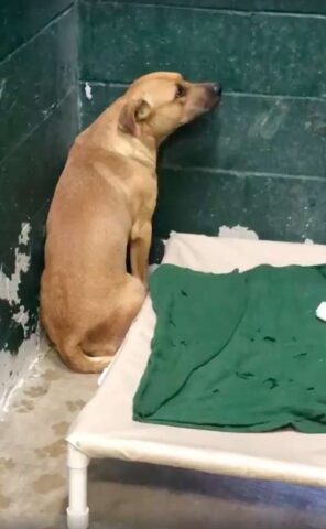 Coby-il-cane-che-amava-frugare-nella-spazzatura
