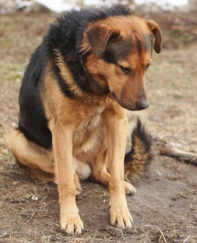 Luke-il-cane-che-ha-aspettato-il-ritorno-del-suo-amico-umano-per-giorni