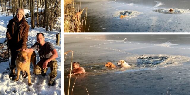 il-gesto-eroico-dell'uomo-per-salvare-i-due-cani-nel-lago-ghiacciato 3