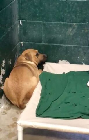 Coby-il-cane-che-amava-frugare-nella-spazzatura 1