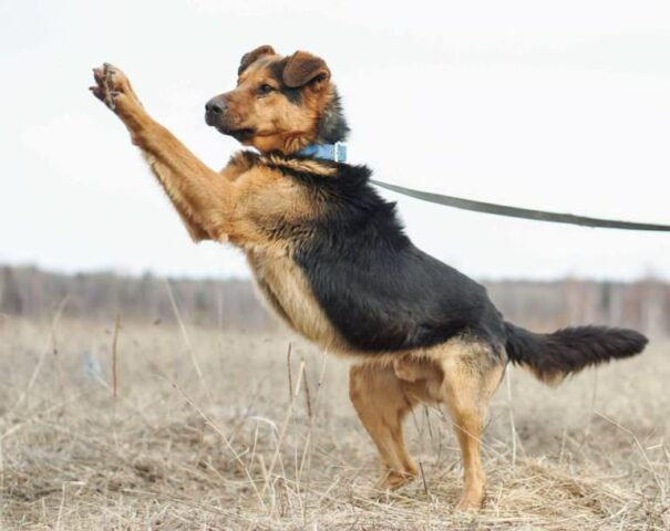 Luke-il-cane-che-ha-aspettato-il-ritorno-del-suo-amico-umano-per-giorni 1