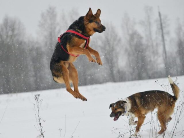 Luke-il-cane-che-ha-aspettato-il-ritorno-del-suo-amico-umano-per-giorni 2