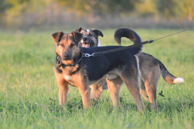 Luke-il-cane-che-ha-aspettato-il-ritorno-del-suo-amico-umano-per-giorni 3