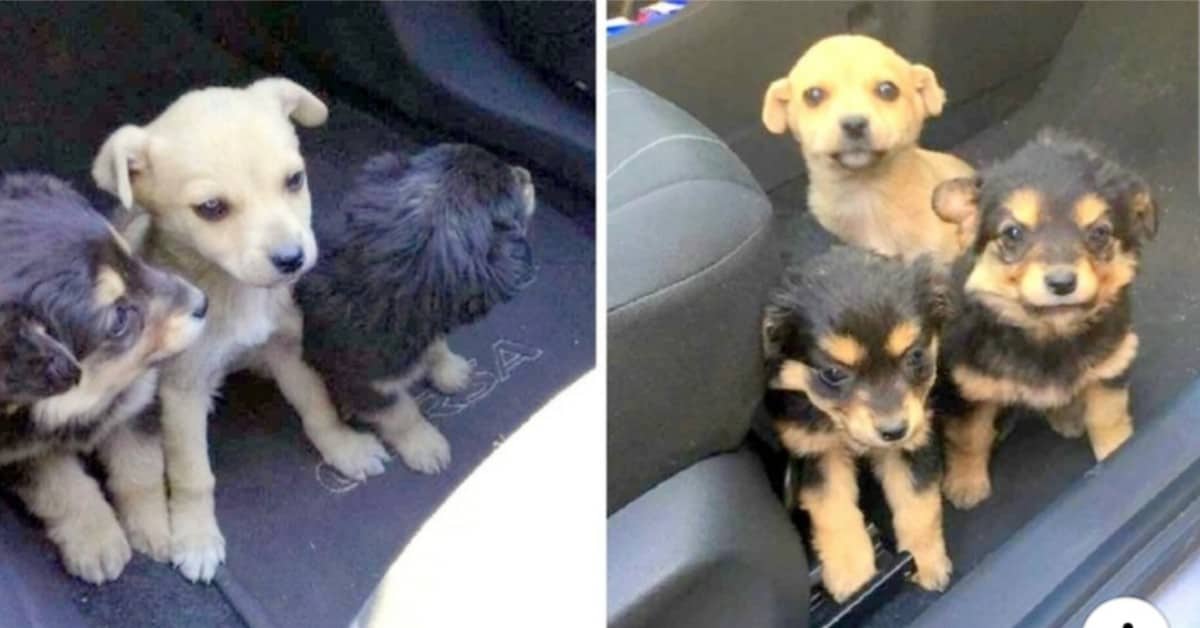I cuccioli trovati sul ciglio della strada