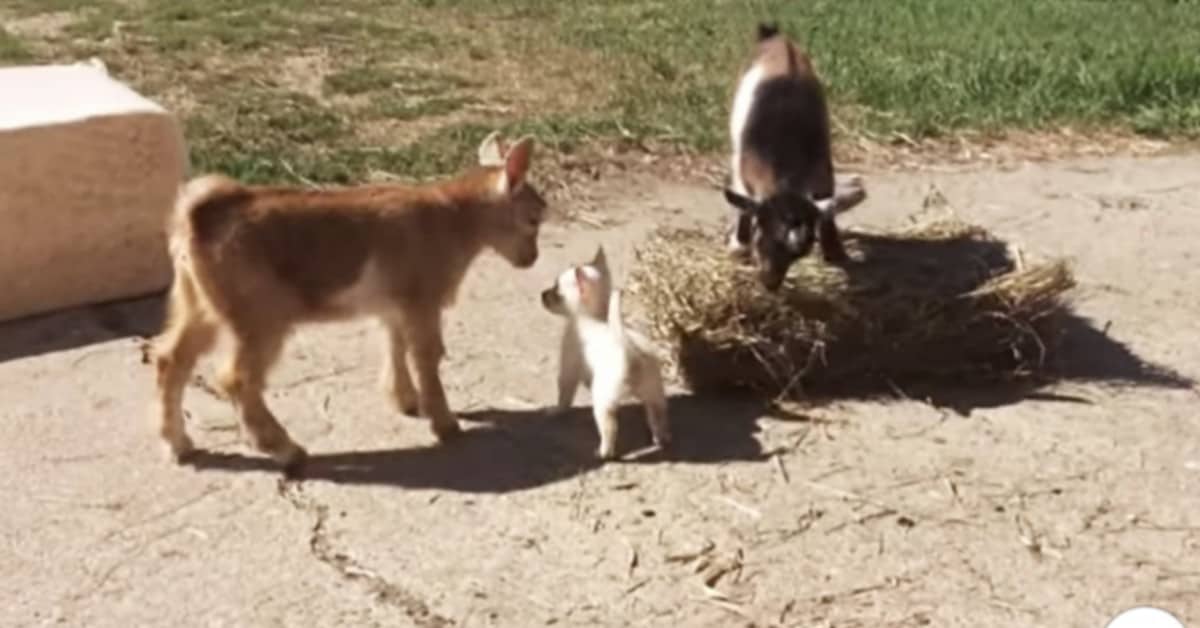 L’amicizia speciale tra Lola e le caprette