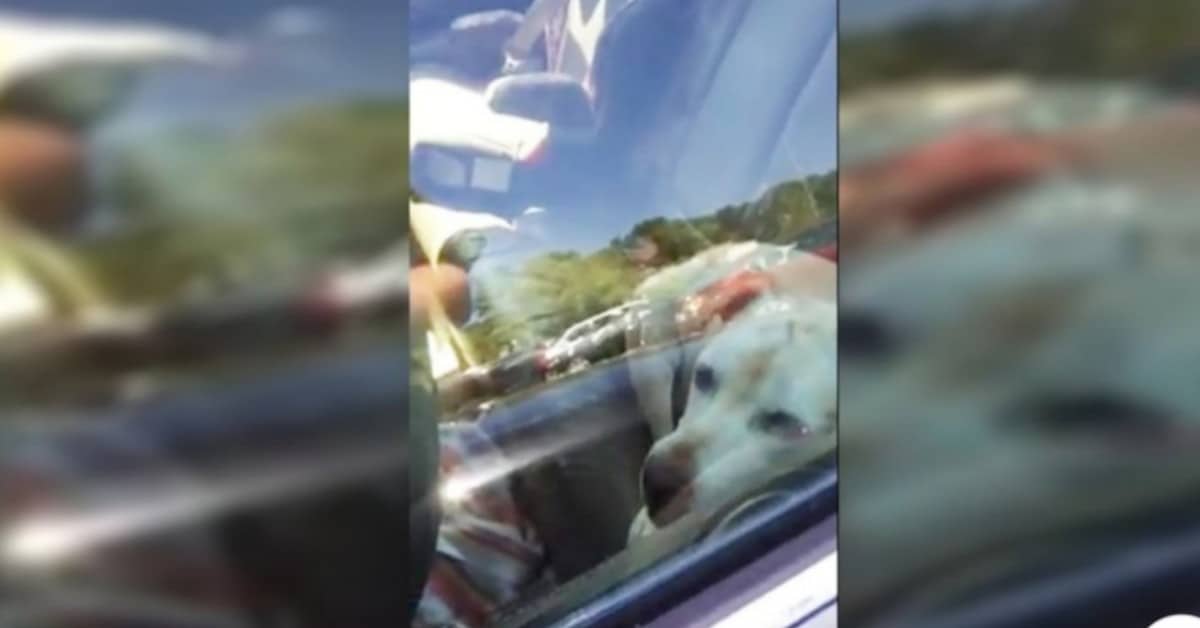 Liberati due cani chiusi in due macchine diverse sotto il sole