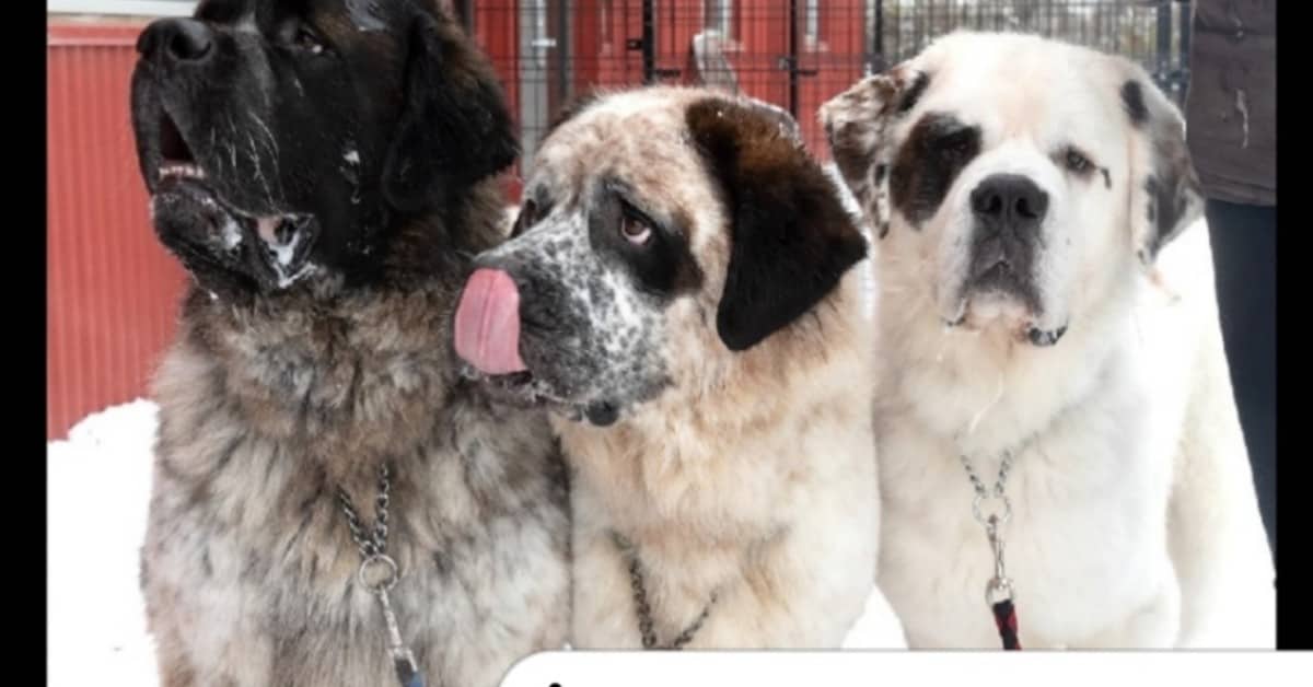 I tre fratellini di San Bernardo che non volevano stare separati