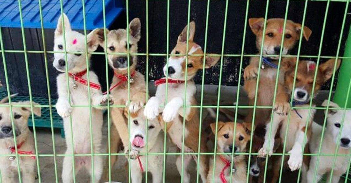 Donna salva dieci cani dal macello
