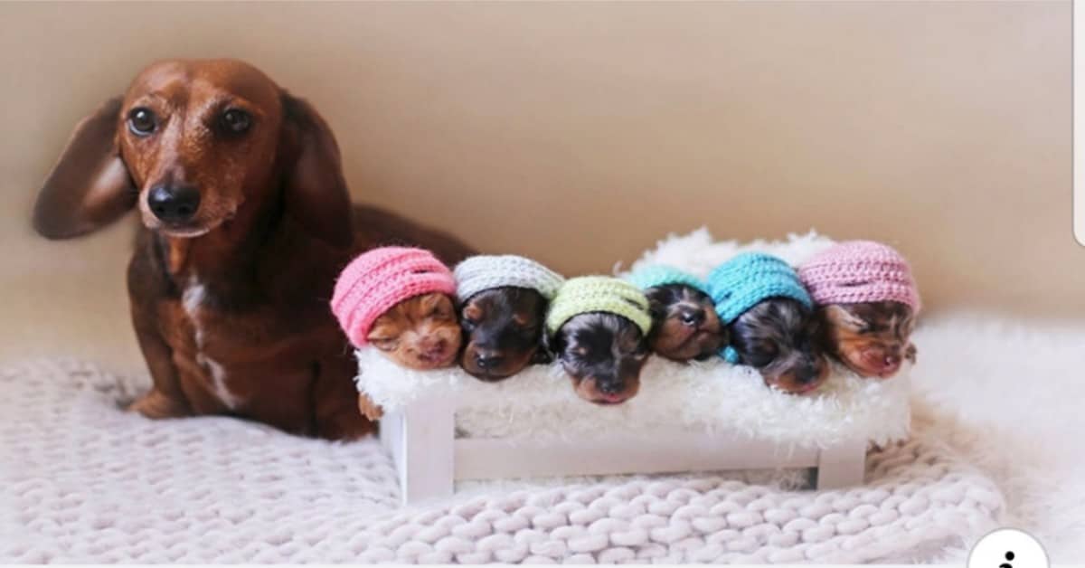 Il servizio fotografico della cagnolina e dei suoi cuccioli
