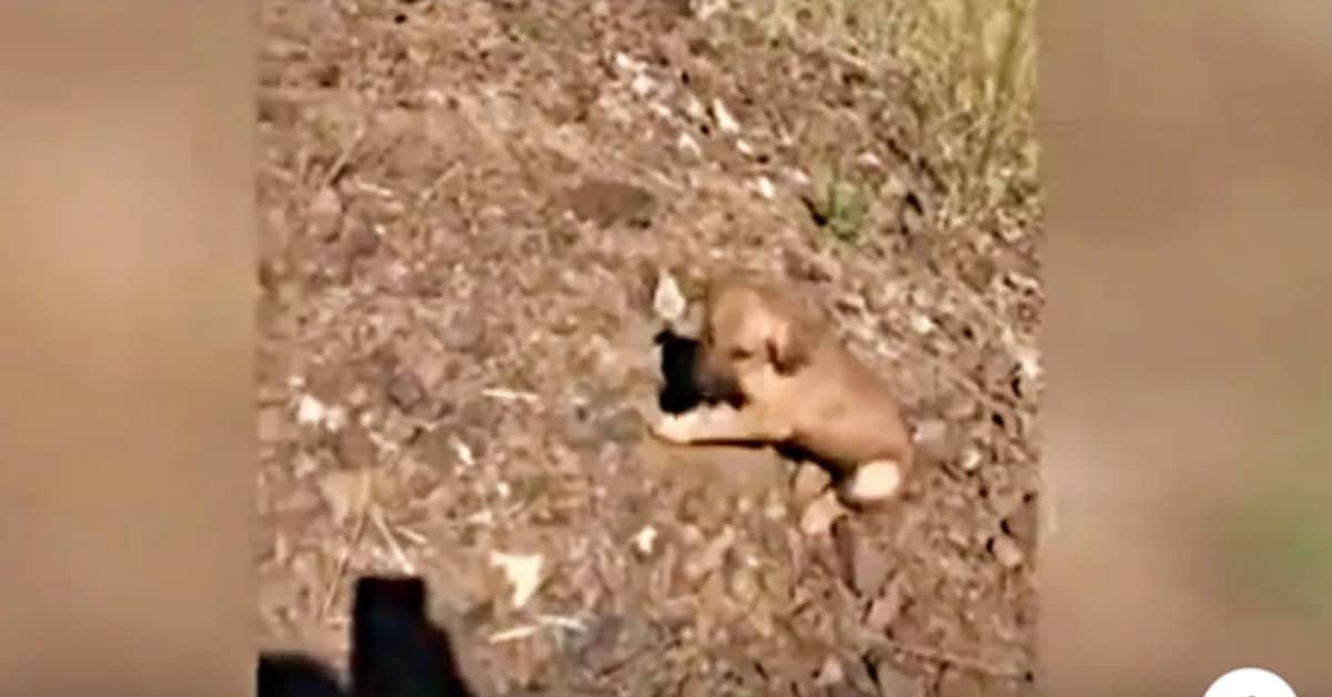 Sebastian salva la vita a sei cuccioli abbandonati