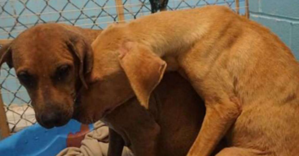 Cane femmina cerca di confortare il cucciolo spaventato in un recinto pieno di cani