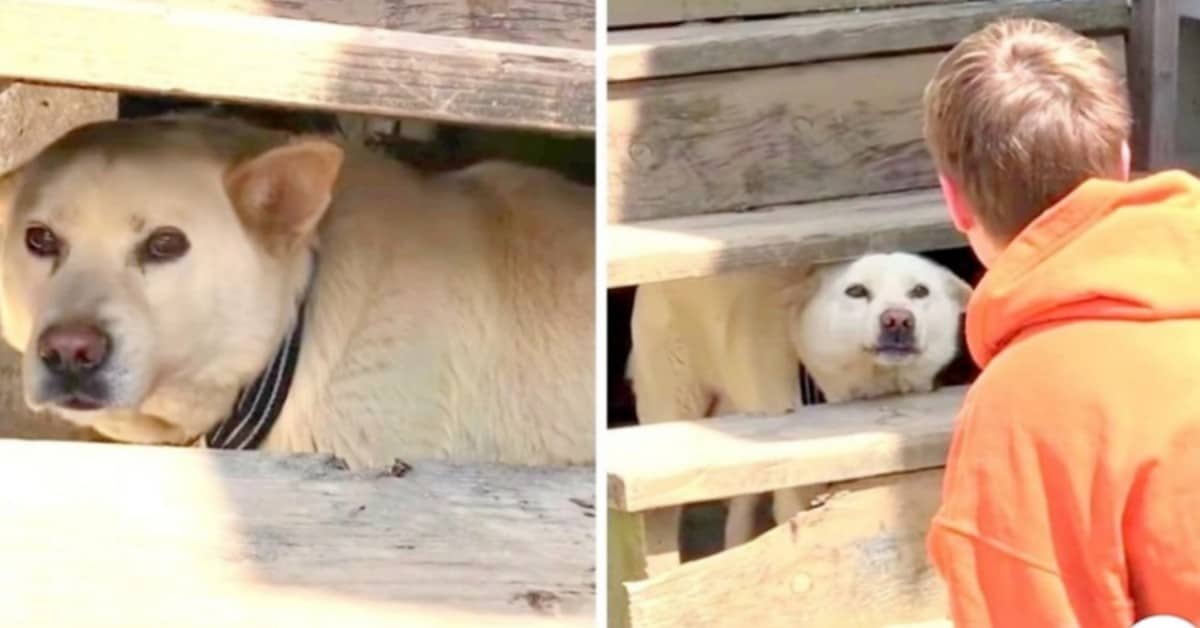 Olson, il cane terrorizzato dagli umani