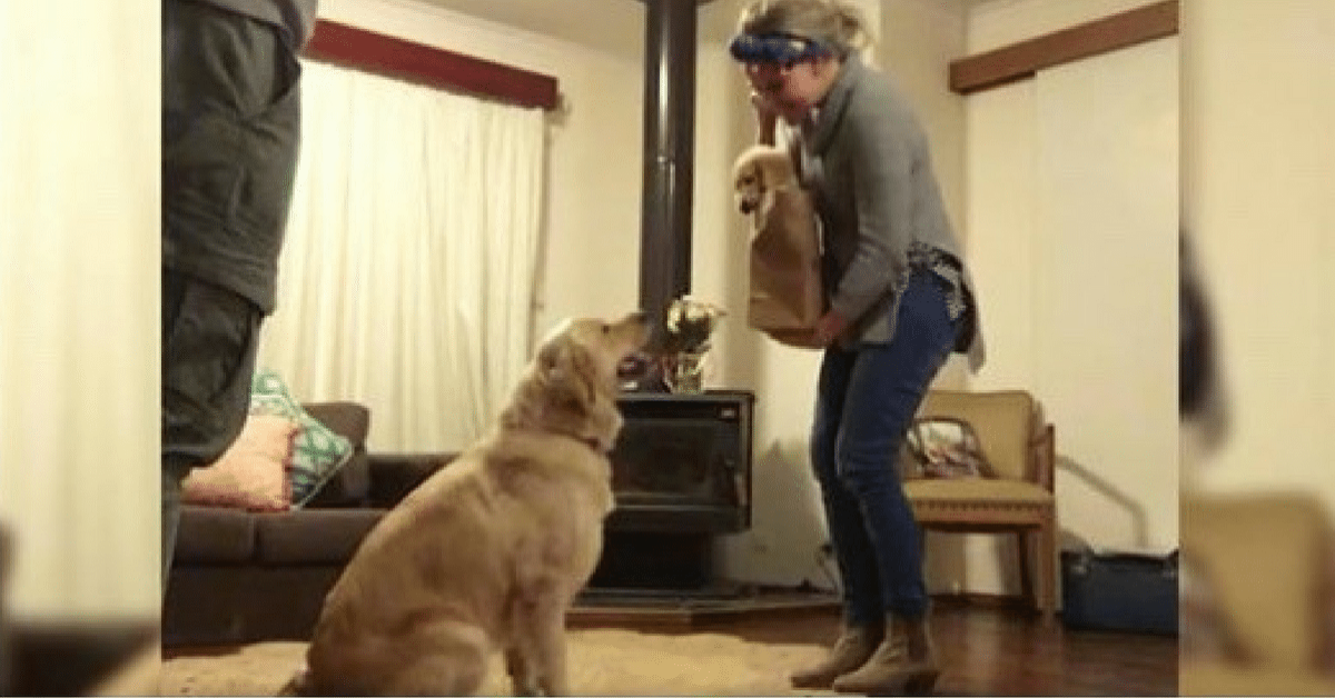 Il regalo della famiglia per la piccola Lulu e la reazione del cane
