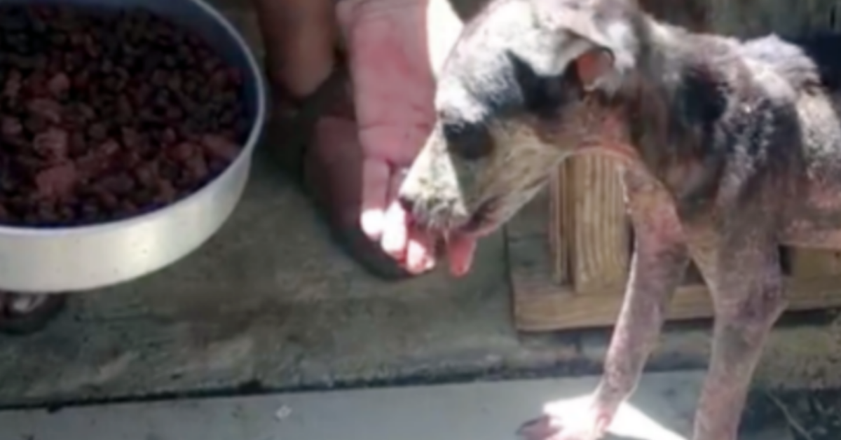 Jill, la cagnolina abbandonata nella discarica come fosse spazzatura