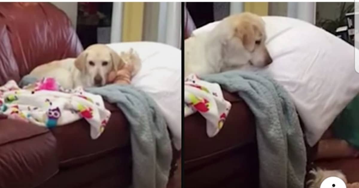L’istinto materno del cane Sandy