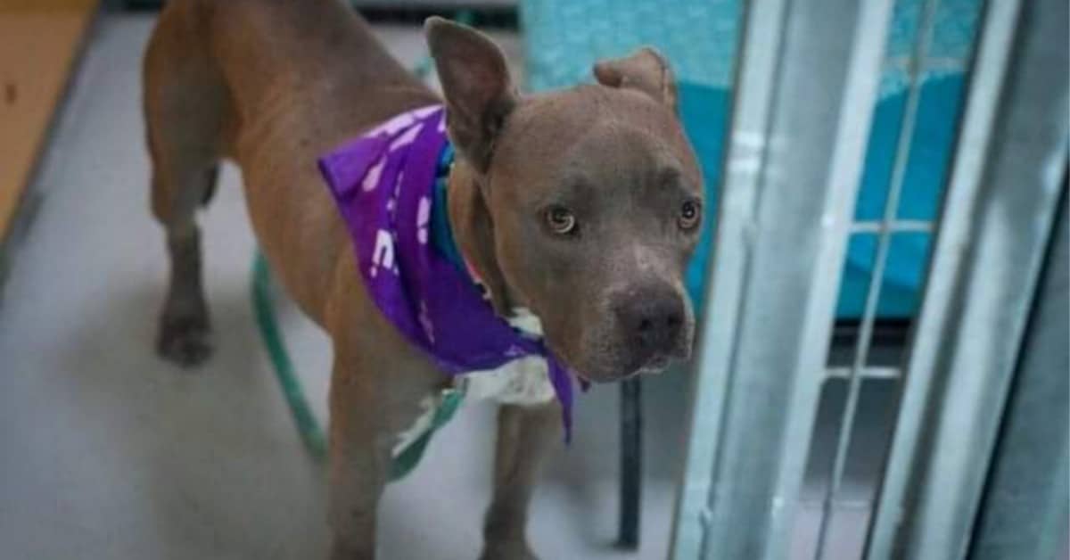 L’inaspettato e bellissimo lieto fine del cane Mona