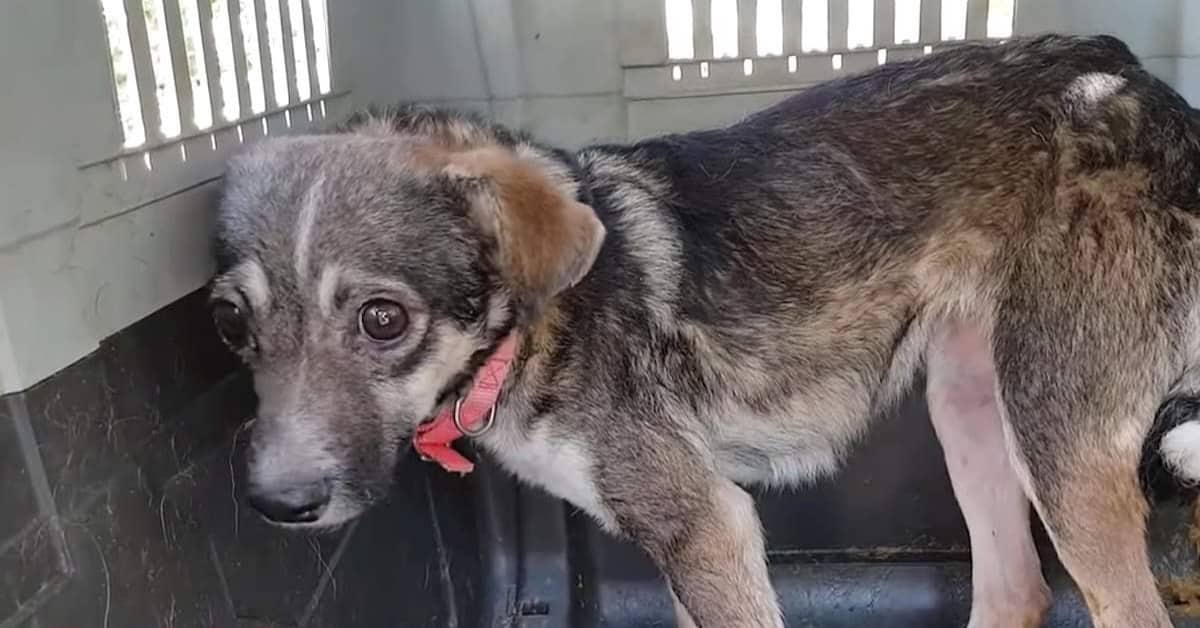 Sunny, il cane terrorizzato dagli umani