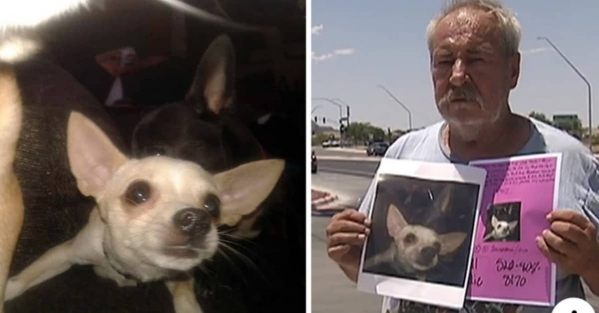 Eddie ha deciso di offrire la sua casa a chiunque lo aiuti a ritrovare il suo cane Jenny