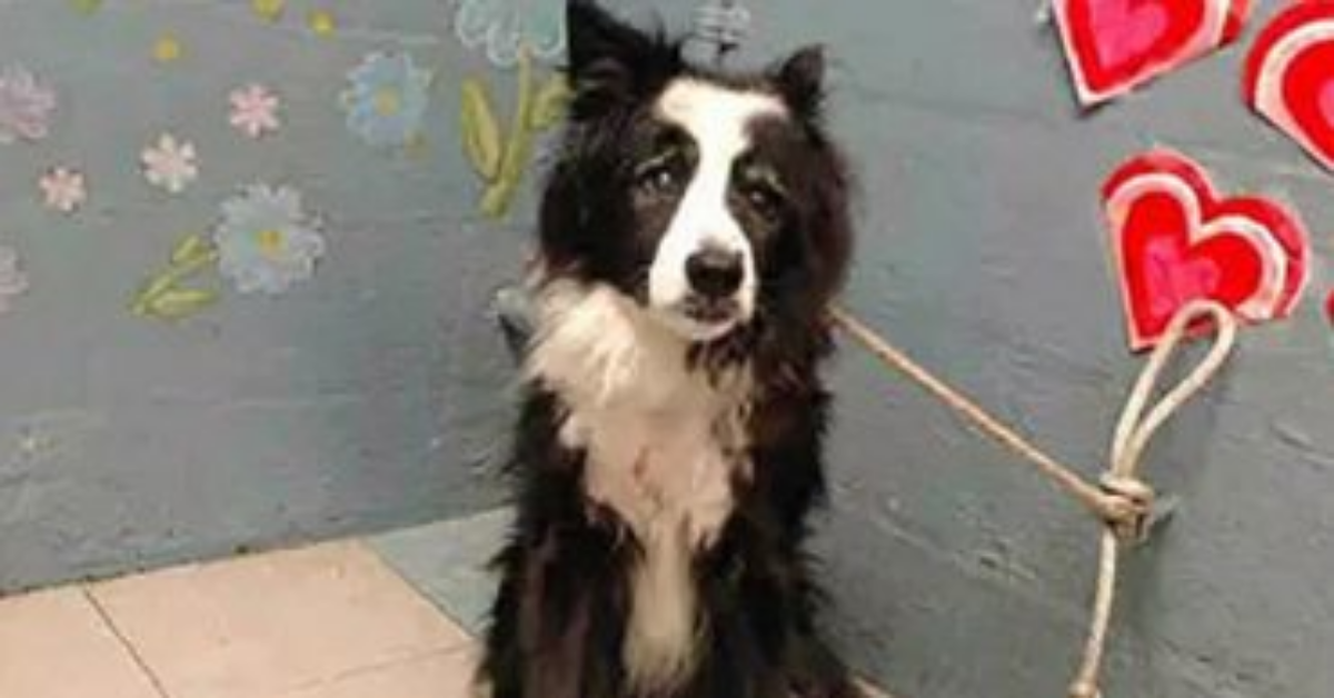 Famiglia abbandona il cane di 17 anni perché è troppo vecchio