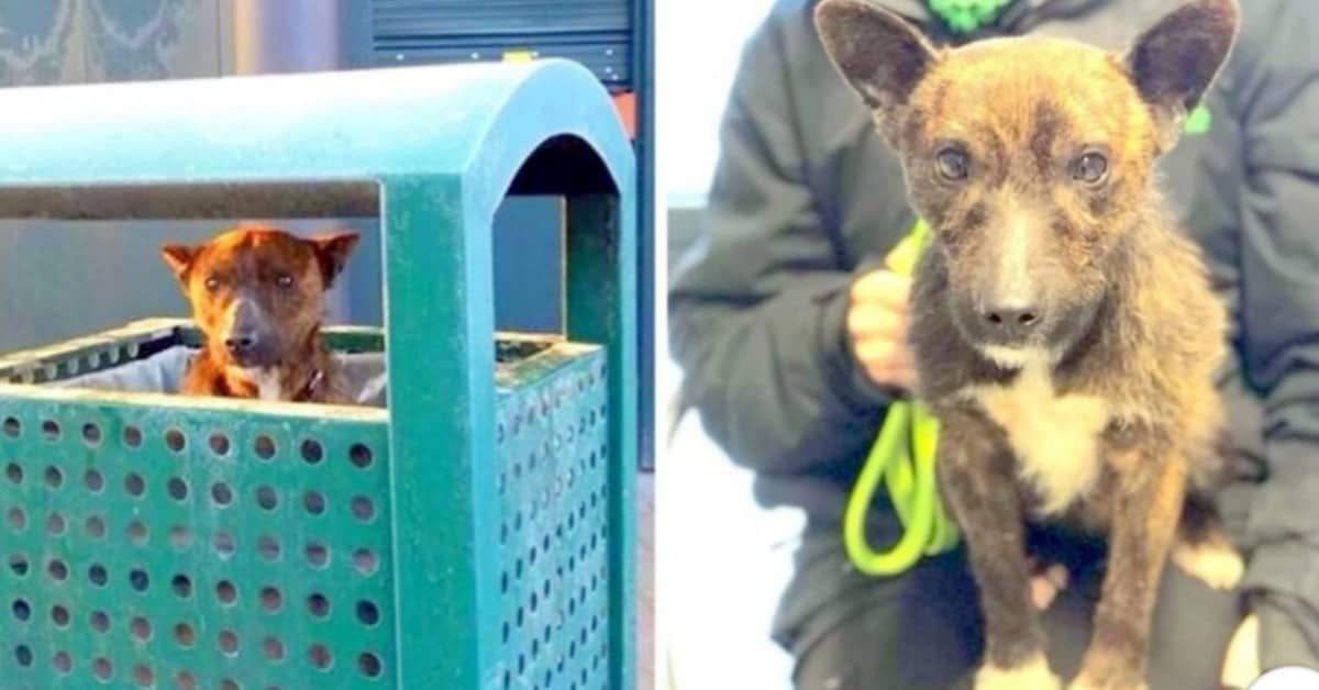 Scamp il cucciolo abbandonato nel secchio della spazzatura