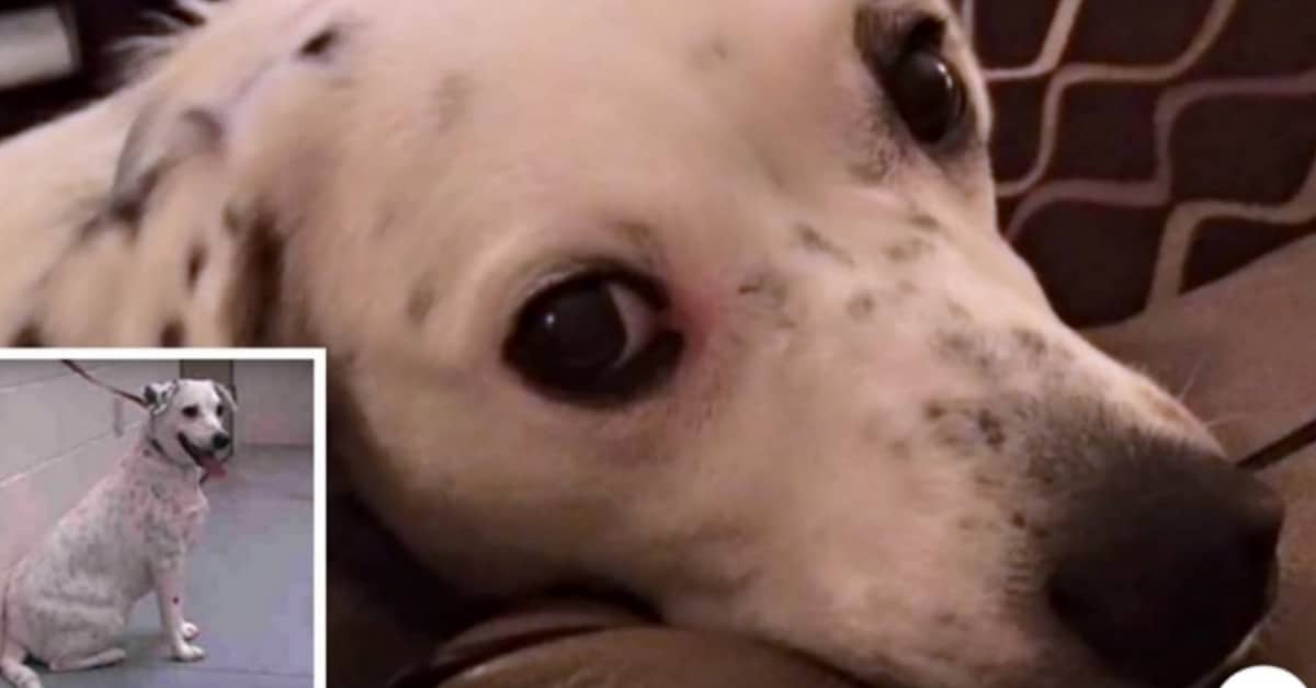 Jubliee, il cane riportato al rifugio perché troppo appiccicoso