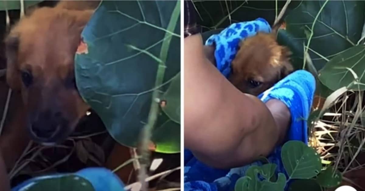 Il cane trovato tra i cespugli