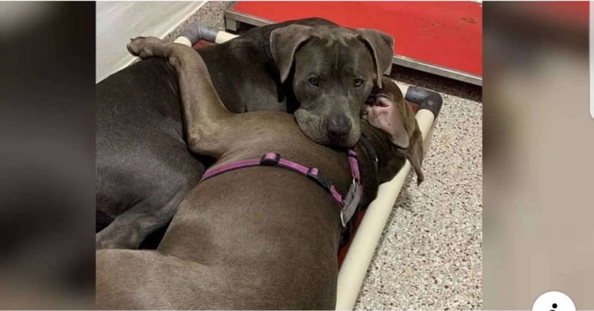 L’amicizia indescrivibile tra Agatha e Jukebox, due cani bellissimi.