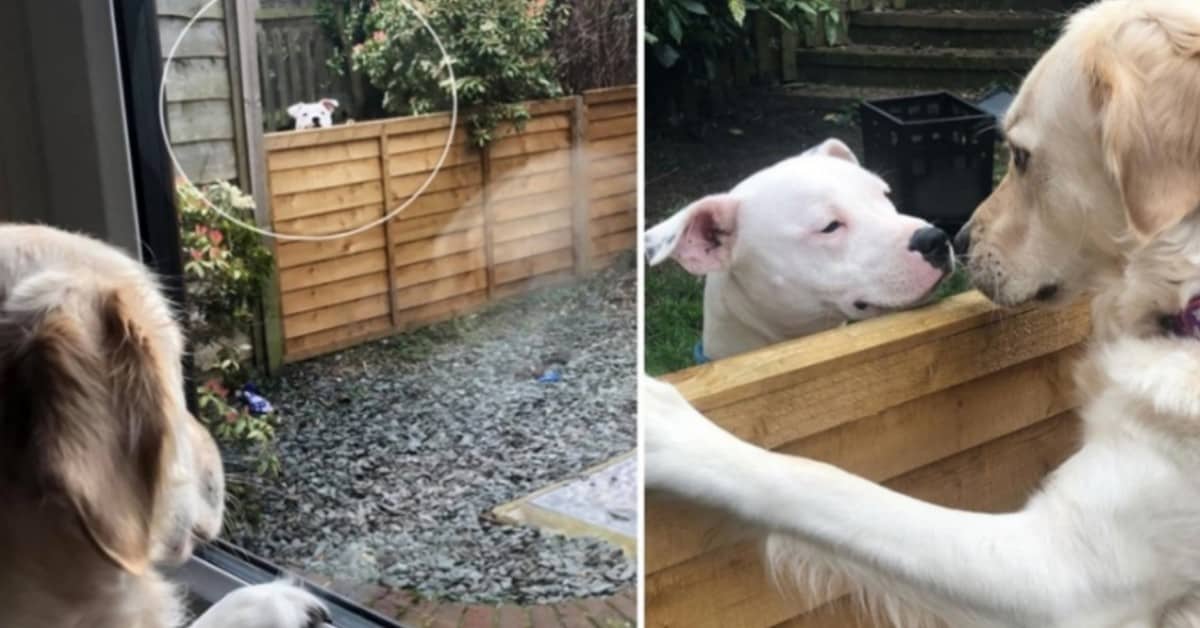 L’amore vero tra Lola e Loki, due cani speciali