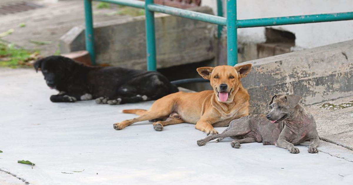 Quattro cani sono diventati degli eroi dopo una scoperta incredibile in India