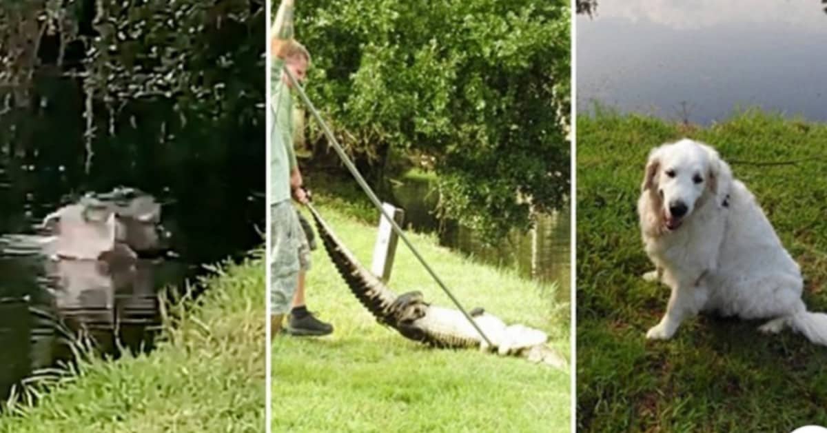 Osi stava per essere aggredito da un alligatore