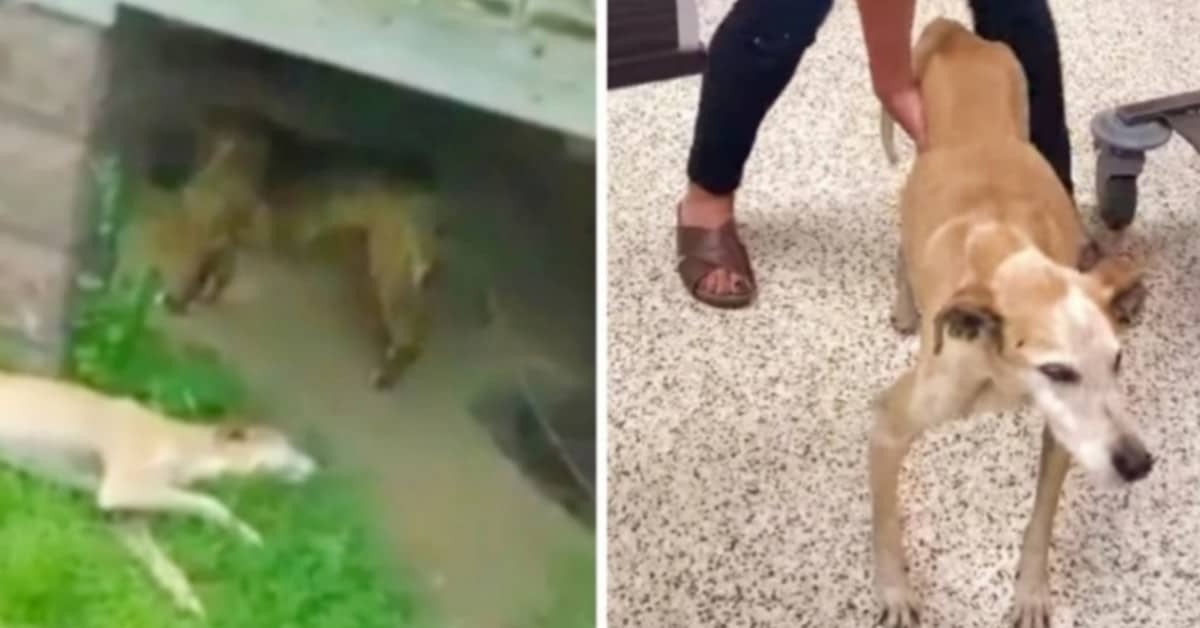 Il cane trovato quasi in fin di vita