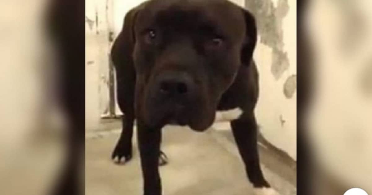 La nuova vita del cane Jack