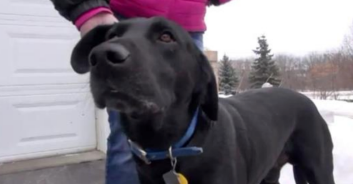 John Boy, il cane che riesce a salvare la vita della sua amica umana