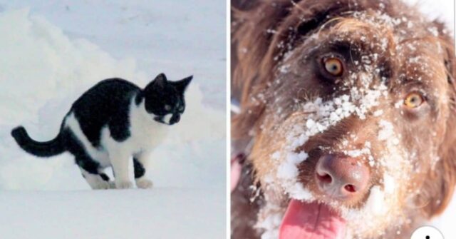 l'idea-geniale-del-cane-per-far-scaldare-il-gatto-durante-la-forte-nevicata