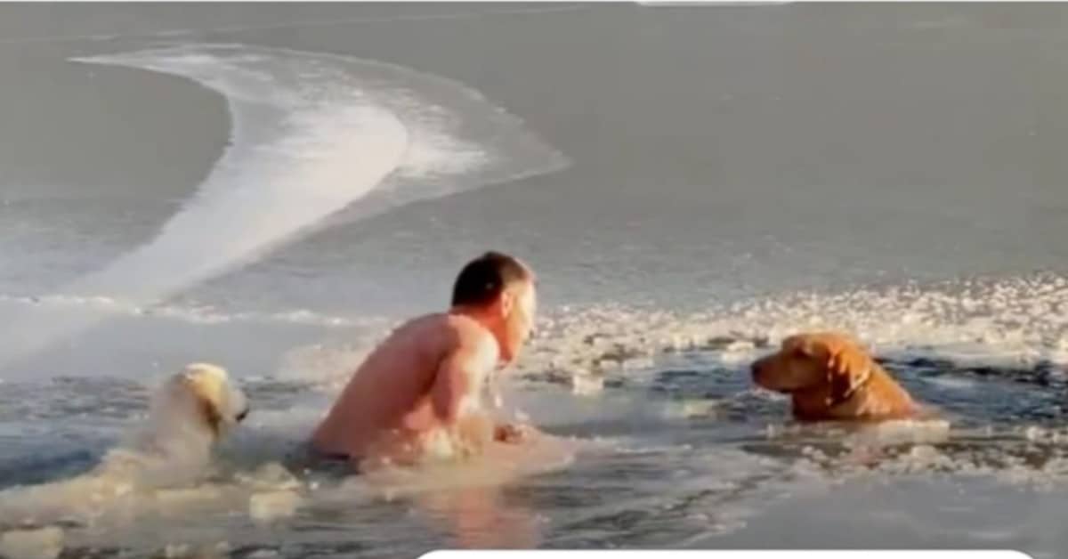 Il gesto eroico di Timofey per i due cani caduti nel lago ghiacciato..