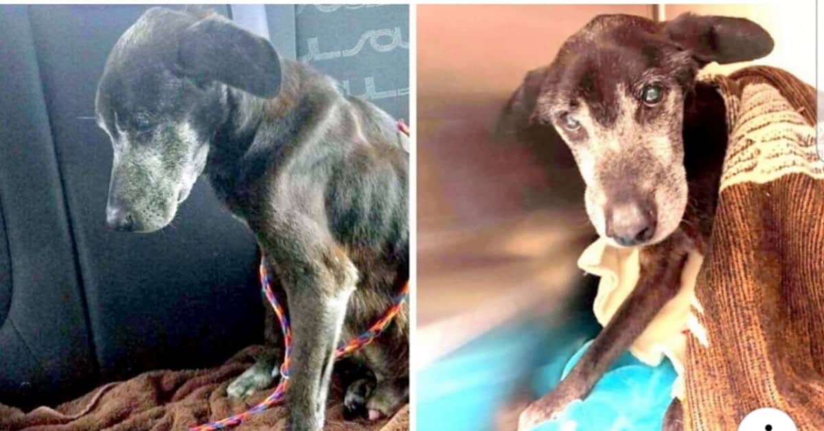 La triste storia del cane Holden
