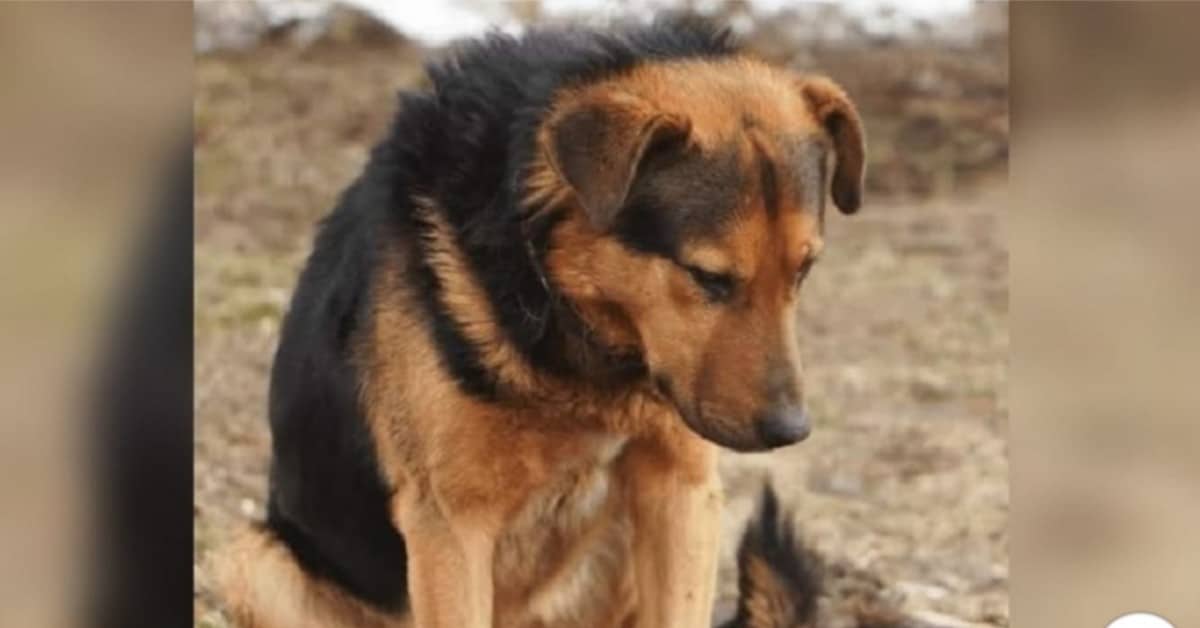 Luke, il cane che ha aspettato il ritorno del suo amico umano per giorni
