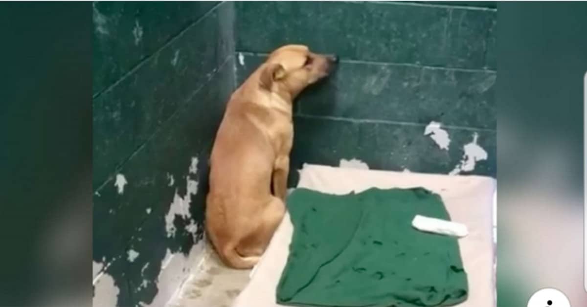 Coby, il cane che amava frugare nella spazzatura